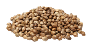 standard multihead weigher